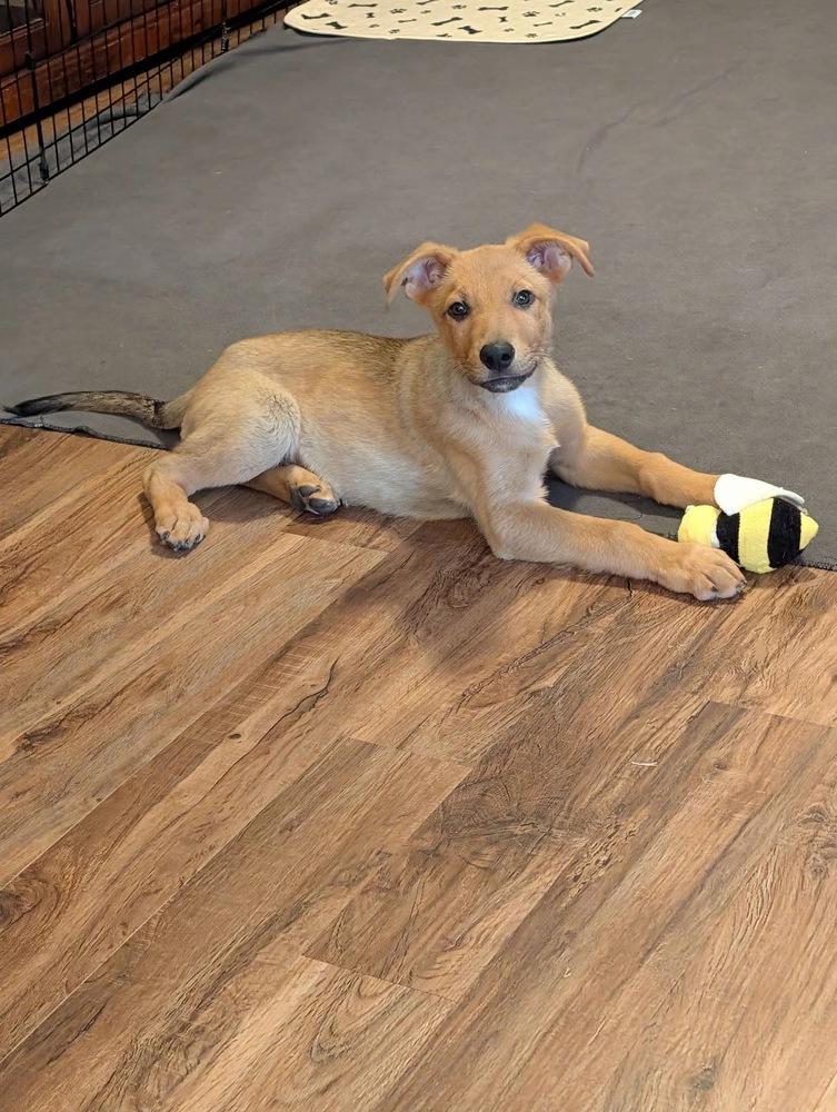 Tootsie, Adoptable, Puppy Male German Shepherd Dog.