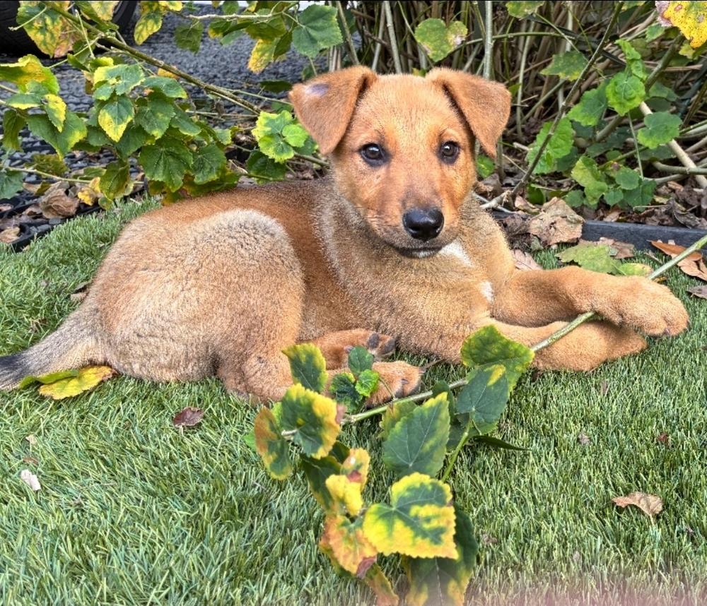 Enlarge Tootsie, a Adoptable mixed breed in Sedalia, CO image 1/1