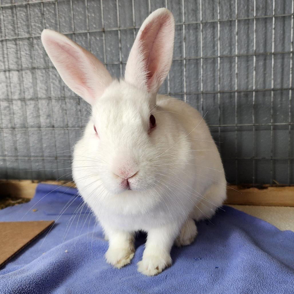 Sam(C000-292) - Chino Hills Location, Adoptable, Adult Female Florida White.