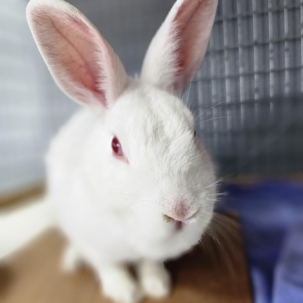 Enlarge Sam(C000-292) - Chino Hills Location, a Adoptable Florida White in Chino Hills, CA image 2/6