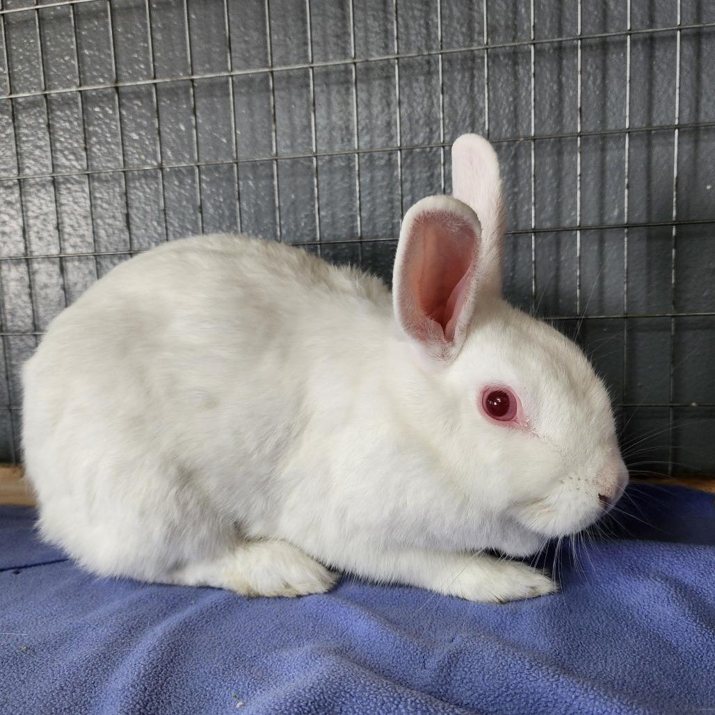Enlarge Sam(C000-292) - Chino Hills Location, a Adoptable Florida White in Chino Hills, CA image 3/6