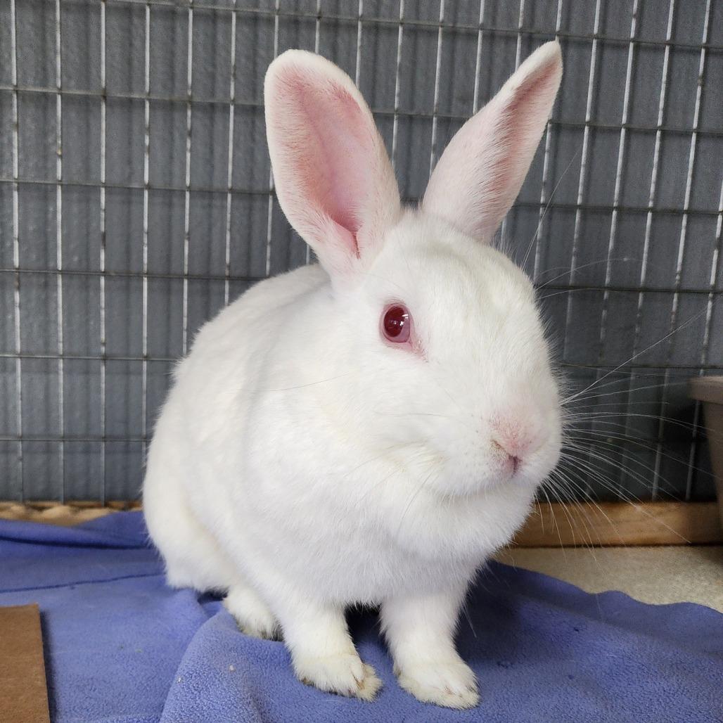 Enlarge Sam(C000-292) - Chino Hills Location, a Adoptable Florida White in Chino Hills, CA image 4/6