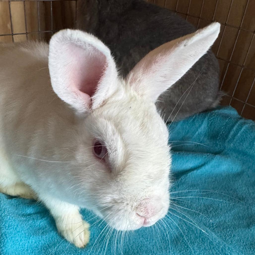 Enlarge Sam(C000-292) - Chino Hills Location, a Adoptable Florida White in Chino Hills, CA image 5/6