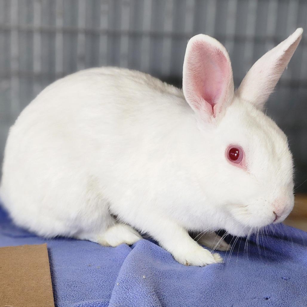 Enlarge Sam(C000-292) - Chino Hills Location, a Adoptable Florida White in Chino Hills, CA image 6/6