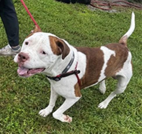 Enlarge RUGER, a Adoptable Pit Bull Terrier in Saint Cloud, FL image 1/1