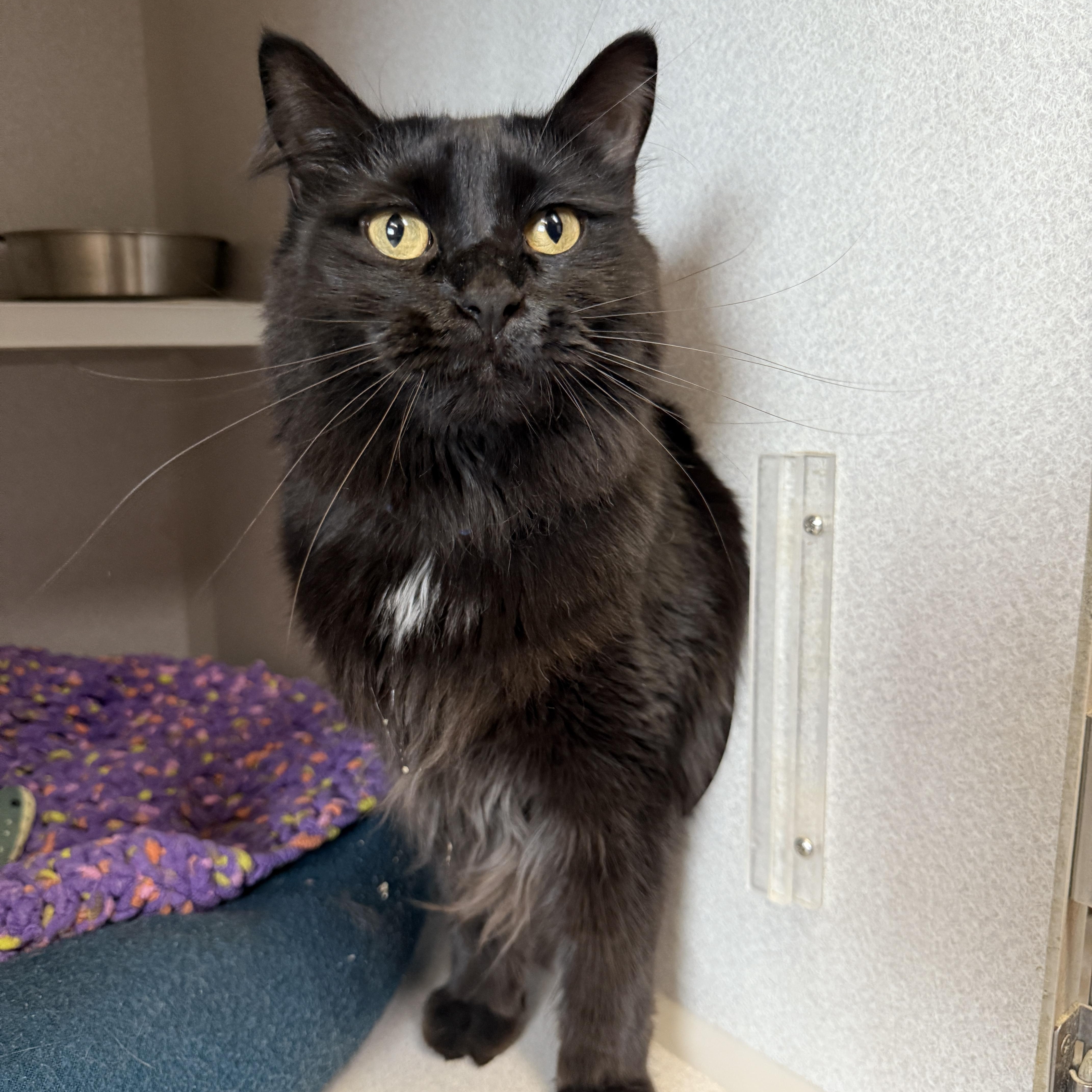 Brownie, a Adoptable Domestic Long Hair in Des Moines, IA image 2/3