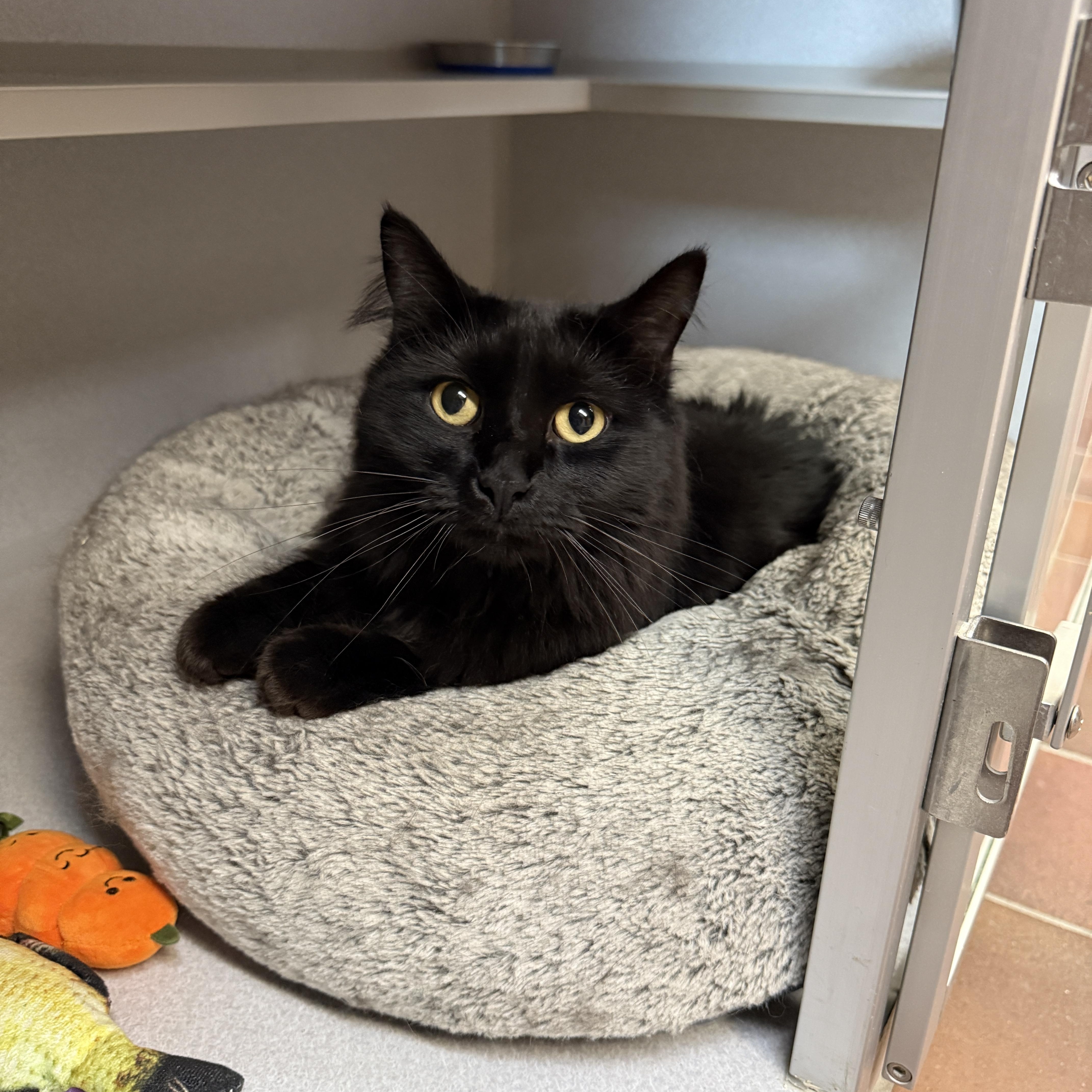 Brownie, a Adoptable Domestic Long Hair in Des Moines, IA image 3/3