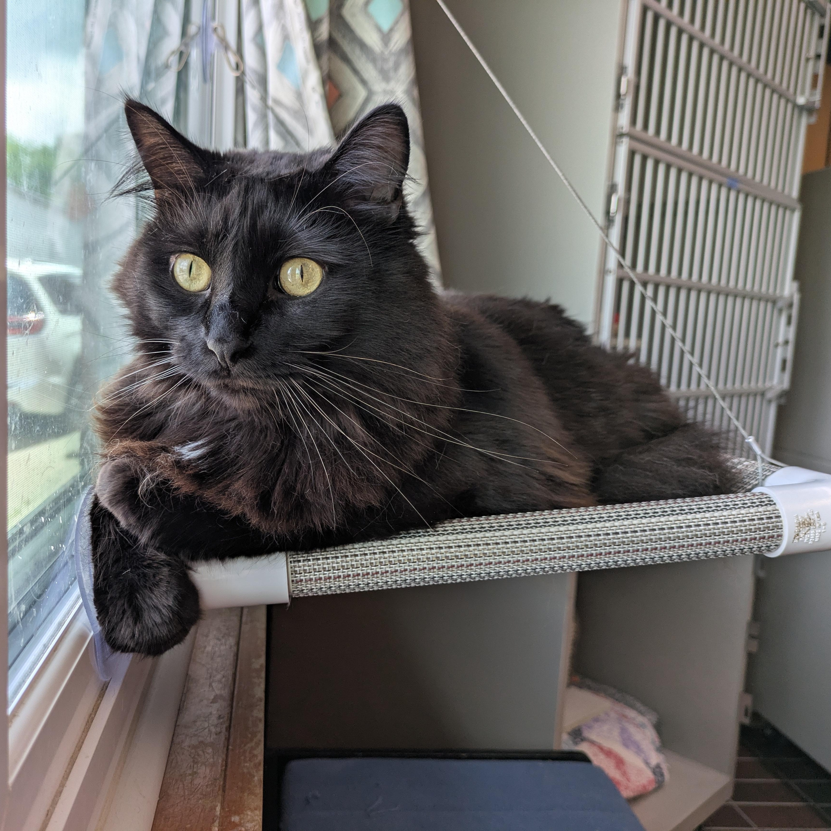 Brownie, adoptable, Adult Male Domestic Long Hair.