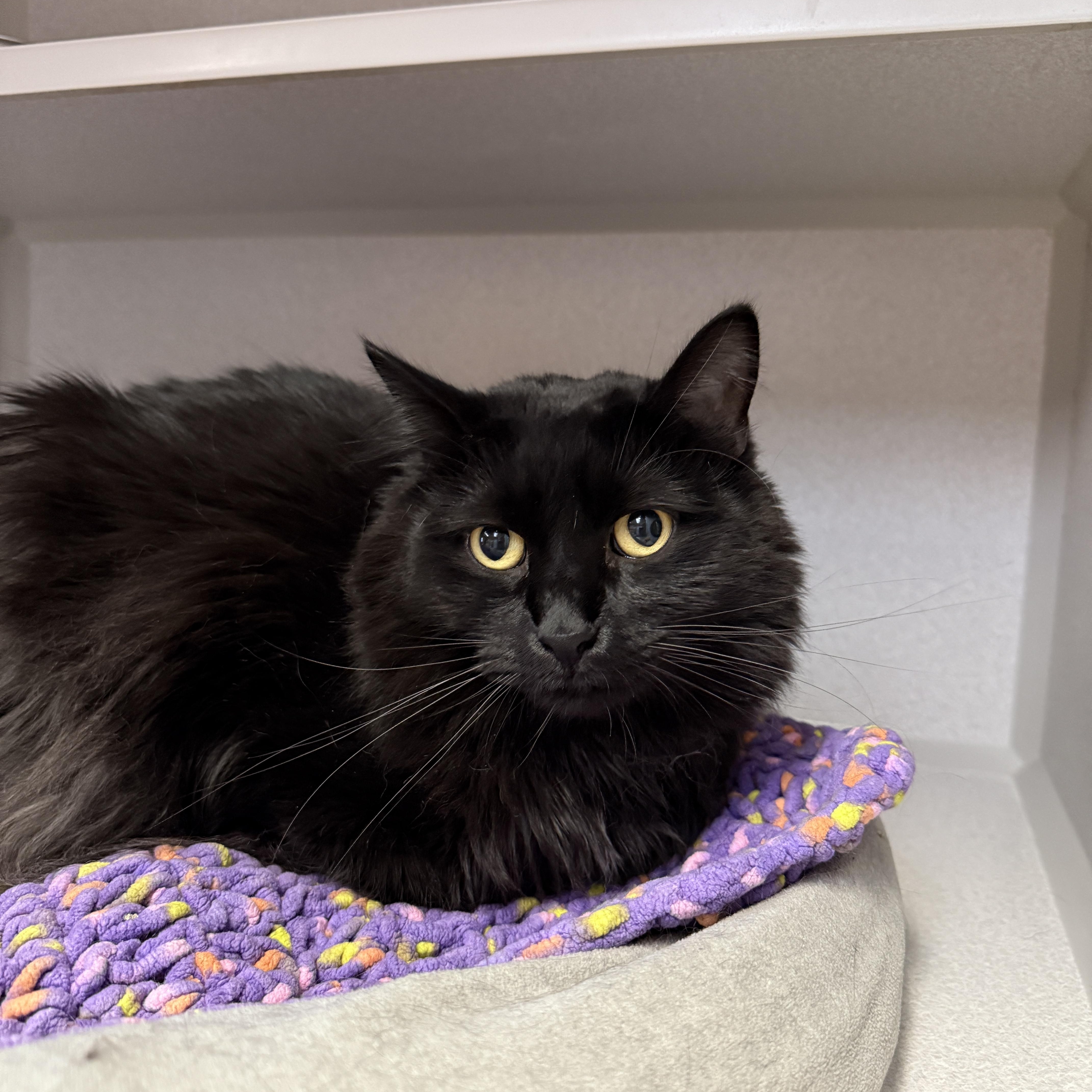Brownie, a Adoptable Domestic Long Hair in Des Moines, IA image 1/3