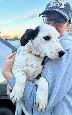 Enlarge Gerdi, a Adoptable mixed breed in Mount Laurel, NJ image 1/3