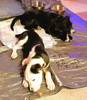 Enlarge Gerdi, a Adoptable mixed breed in Mount Laurel, NJ image 3/3