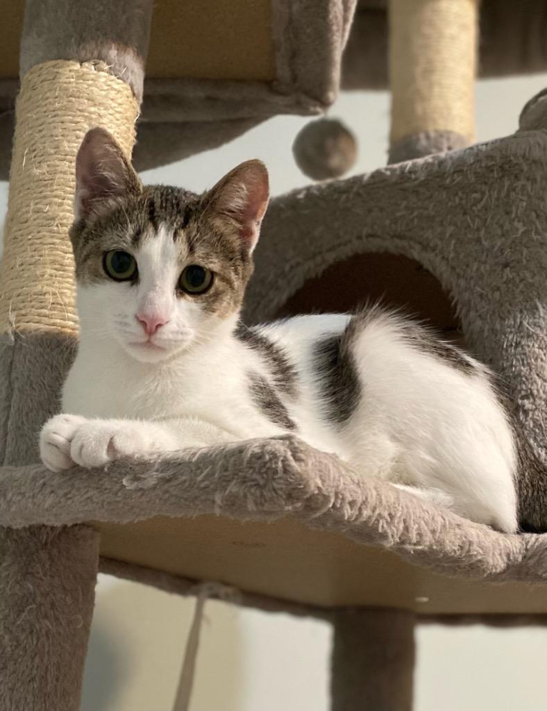 Judy Gemstone, Adoptable, Young Female Domestic Short Hair.