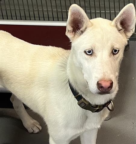 ZEUS, Adoptable, Adult Male Siberian Husky.