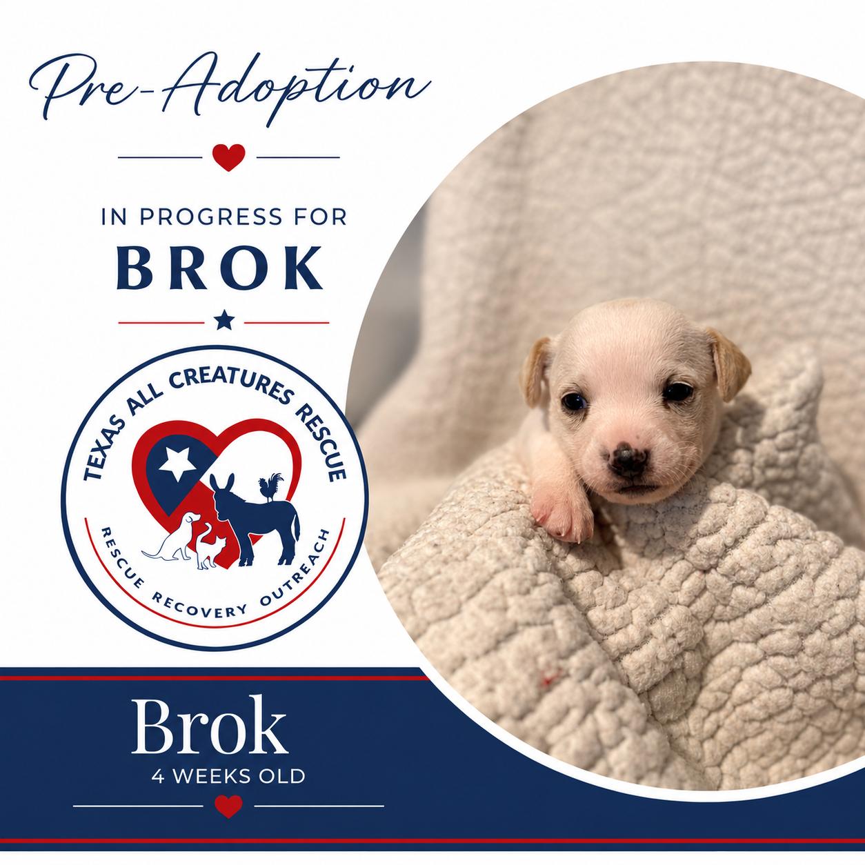 Enlarge Brok, a Adoptable mixed breed in Alvarado, TX image 1/1