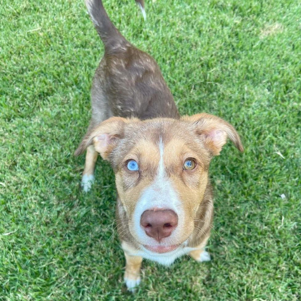 Caroline, Adoptable, Puppy Female Mixed Breed.