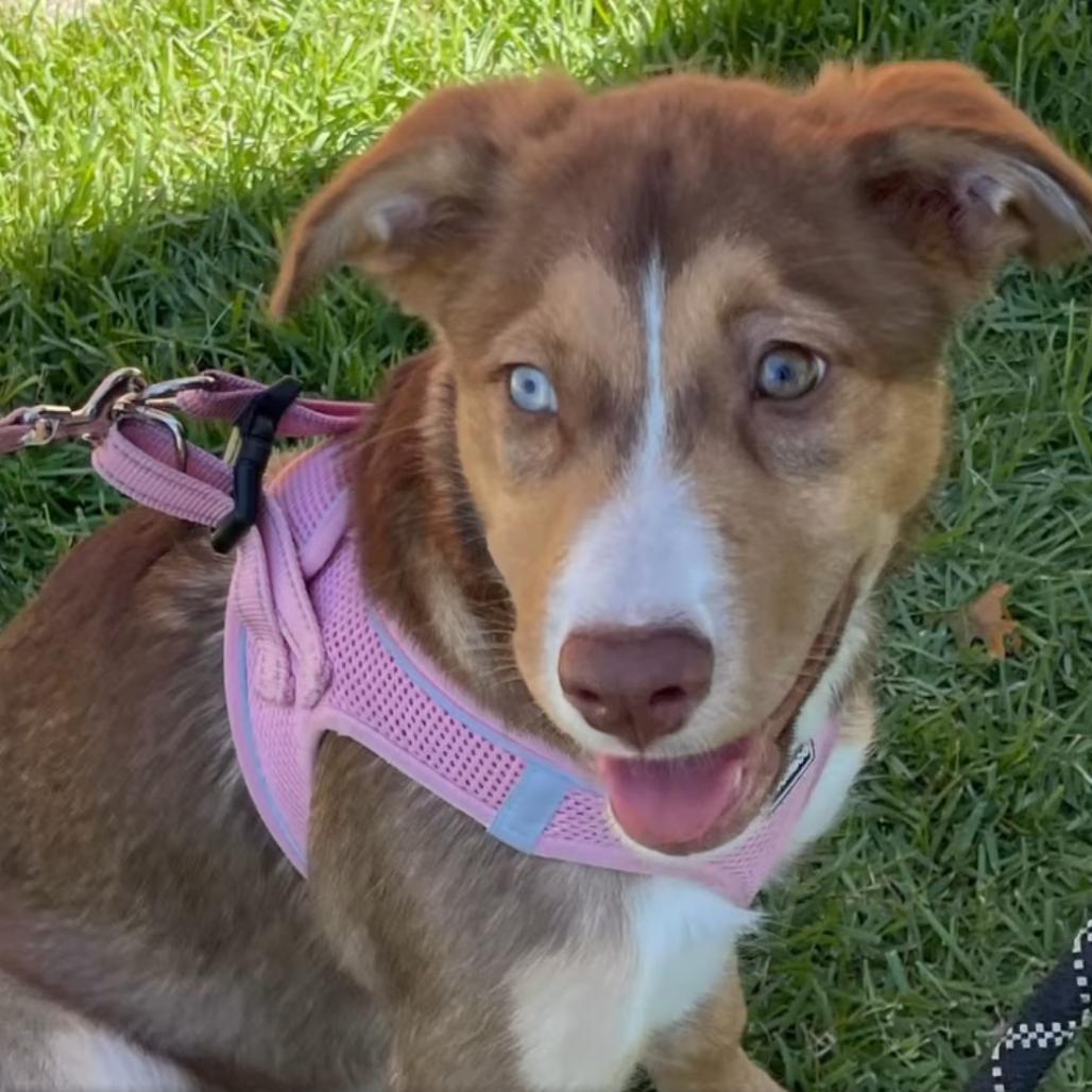 Enlarge Caroline, a Adoptable Mixed Breed in Memphis, TN image 2/3