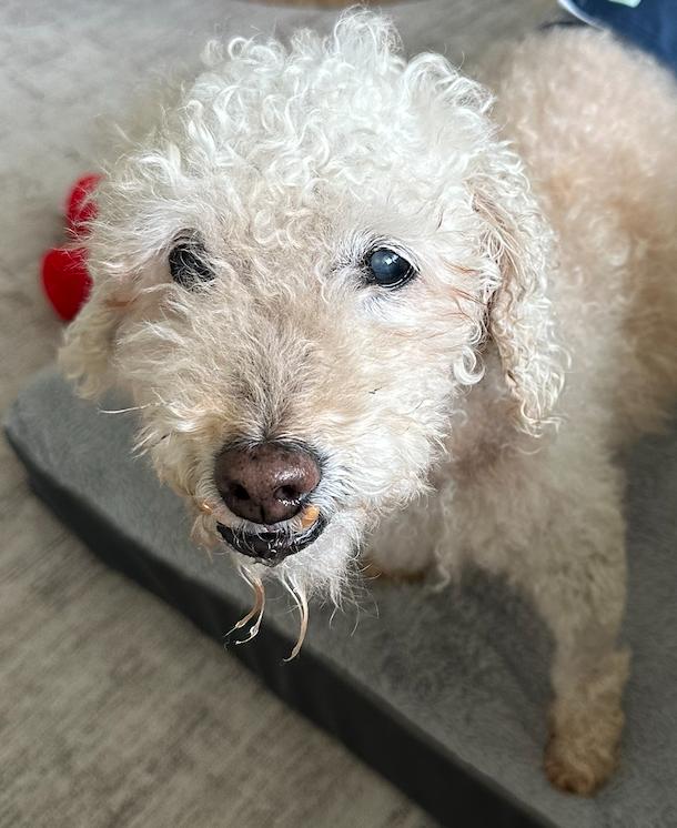 Enlarge Nico, a ADOPTABLE Poodle (Toy) in Monroe, NC image 1/2