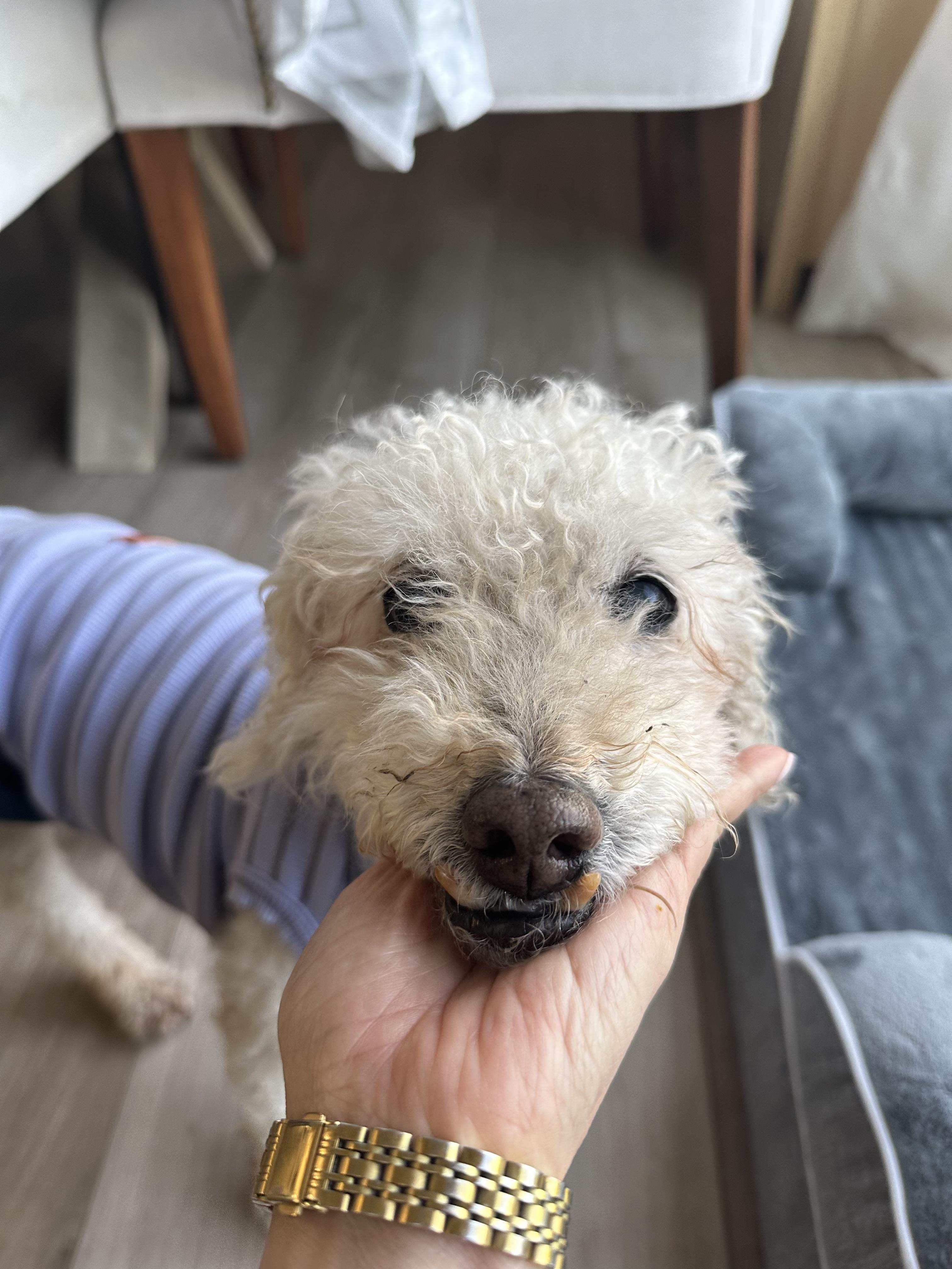 Enlarge Nico, a ADOPTABLE Poodle (Toy) in Monroe, NC image 2/2
