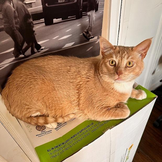 Pumpkin T — thumbnail 2