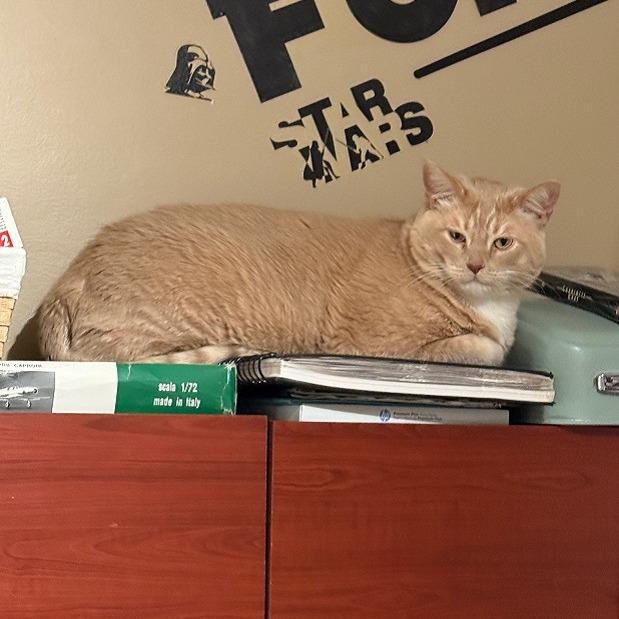 Pumpkin T — thumbnail 3