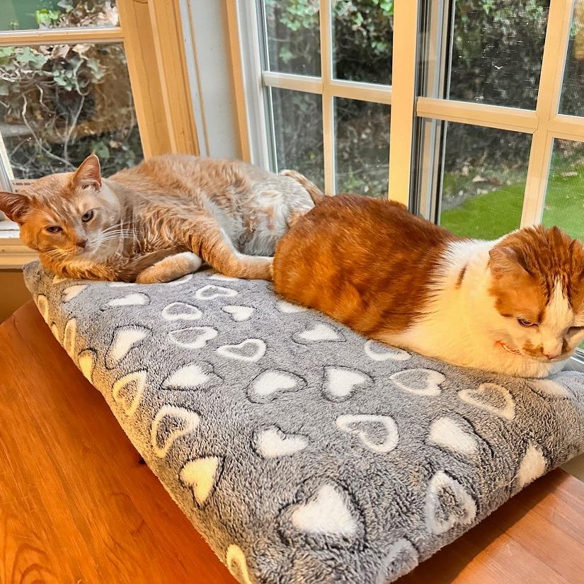 Pumpkin T — thumbnail 4