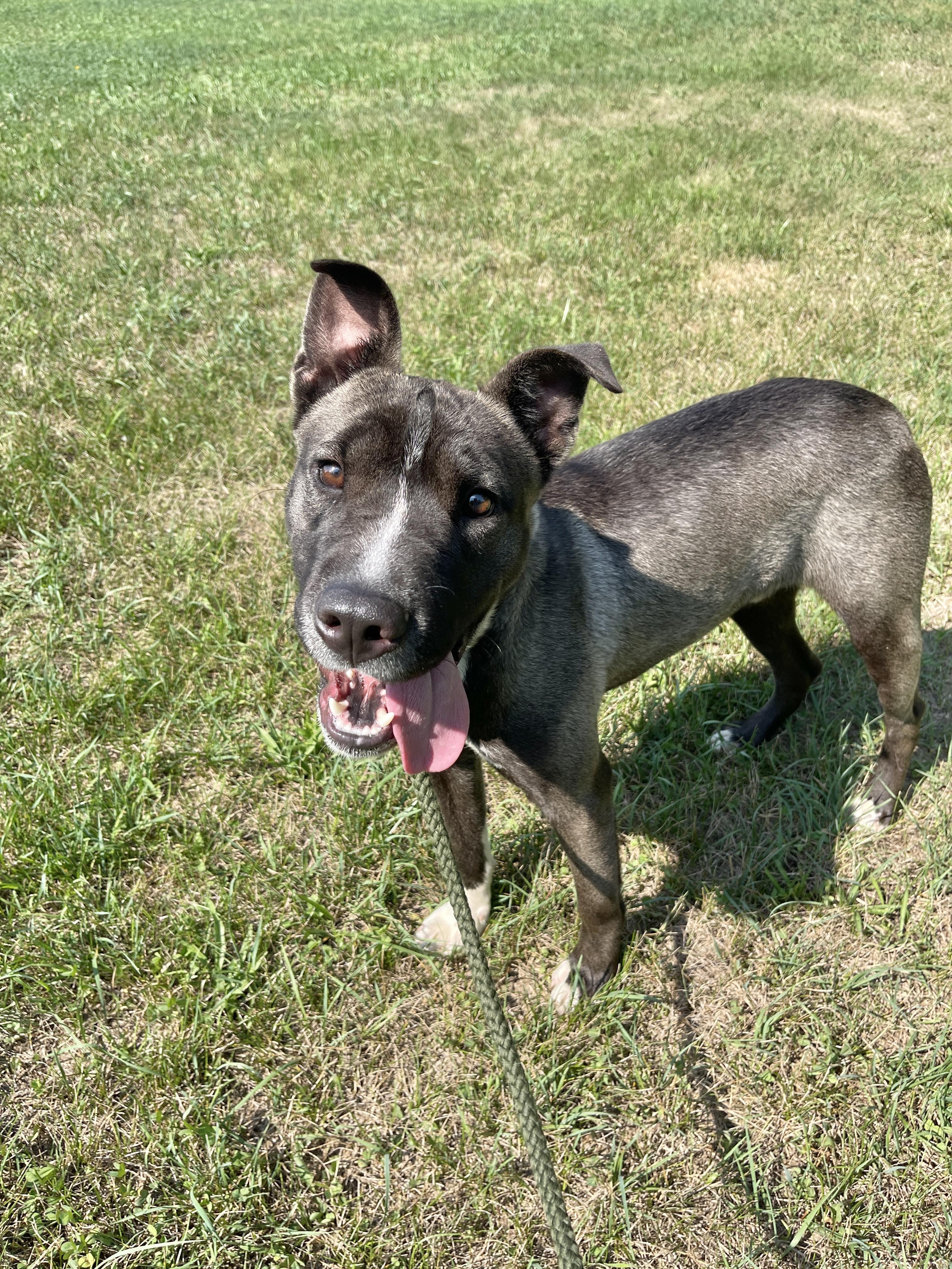 Hays, an adoptable Pit Bull Terrier in Allegan, MI, 49010 | Photo Image 4