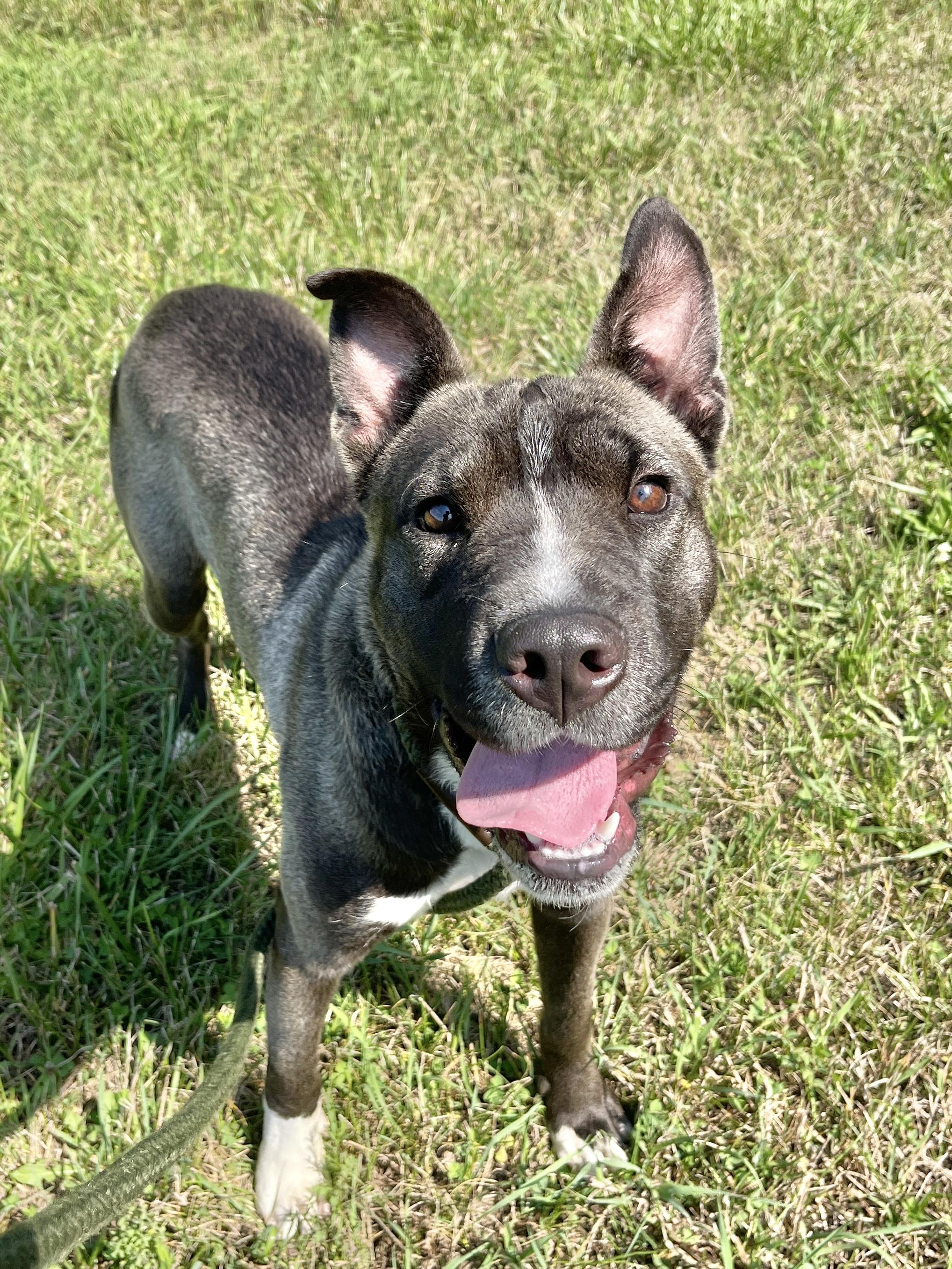 Hays, an adoptable Pit Bull Terrier in Allegan, MI, 49010 | Photo Image 5