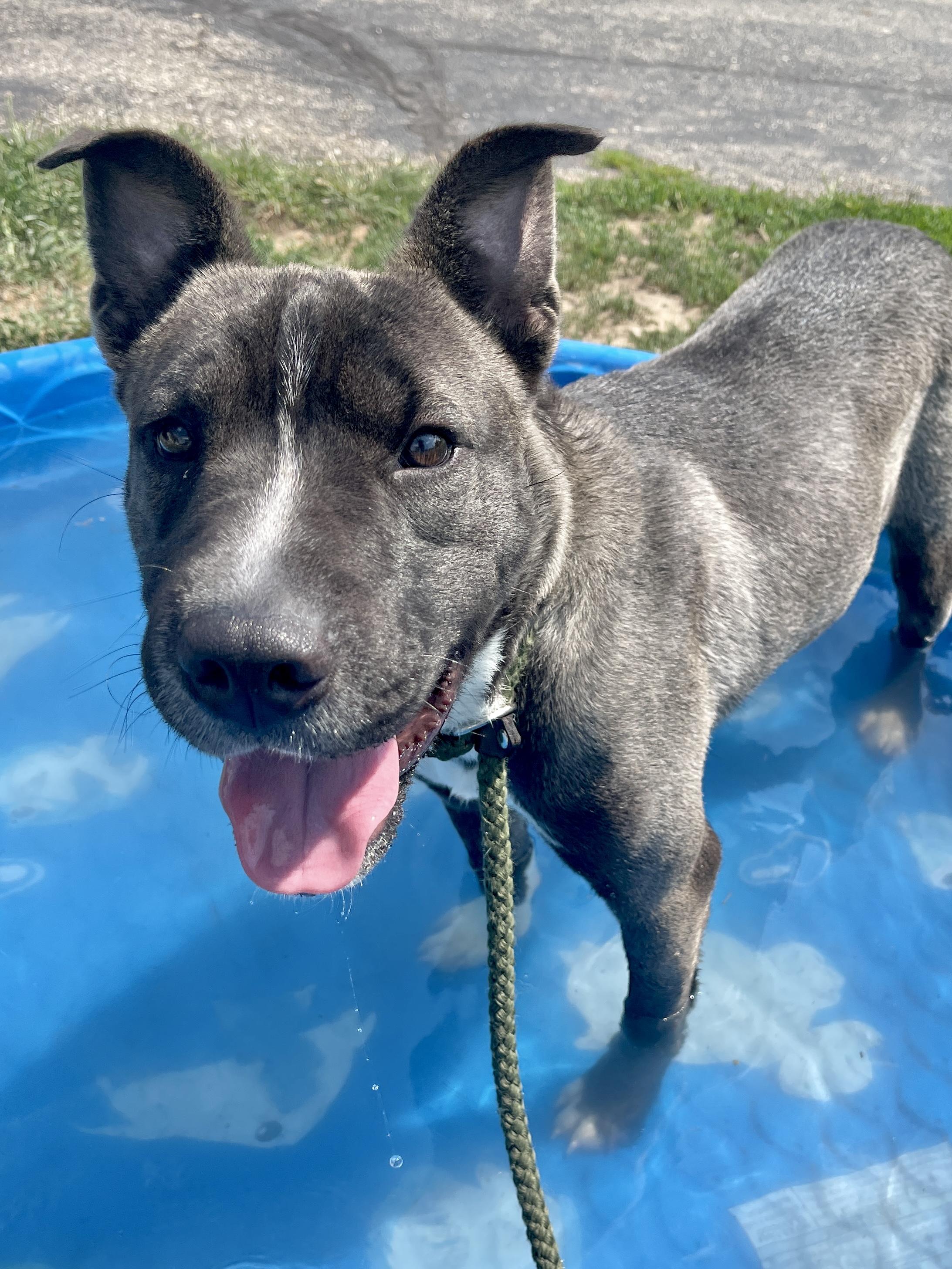 Hays, an adoptable Pit Bull Terrier in Allegan, MI, 49010 | Photo Image 2