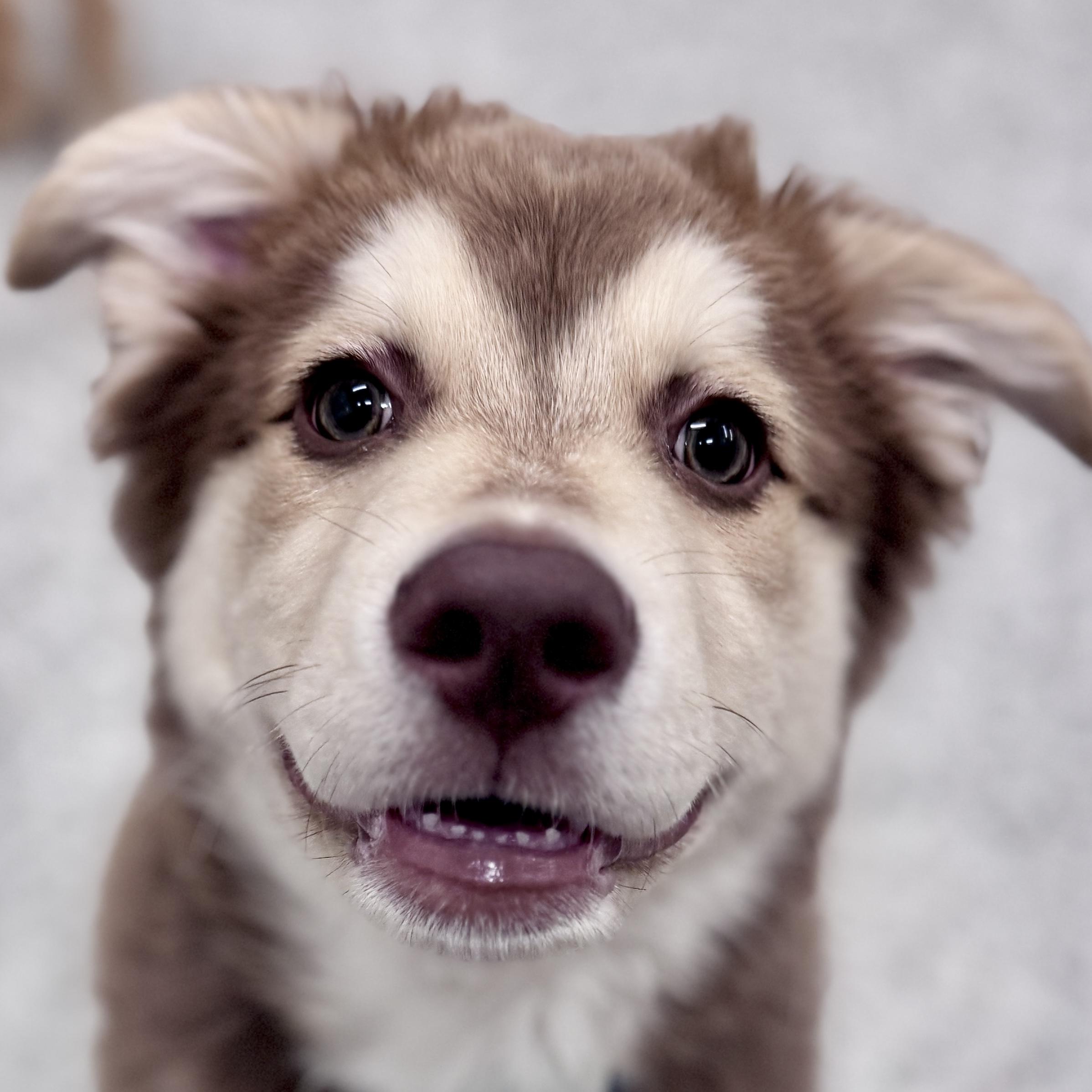 Sitka, an adopted mixed breed in Palatine, IL image 1/5