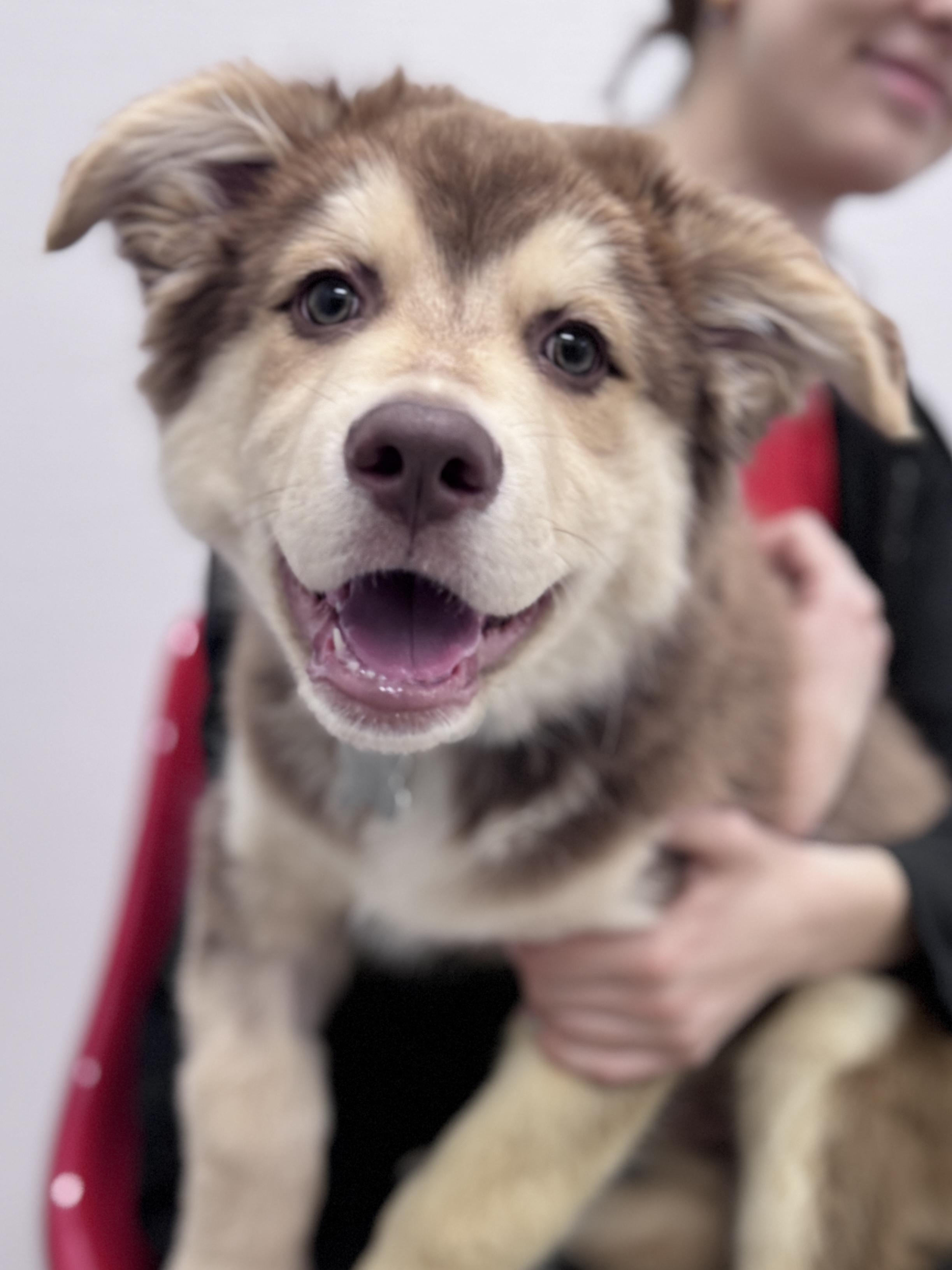 Sitka, an adopted mixed breed in Palatine, IL image 4/5