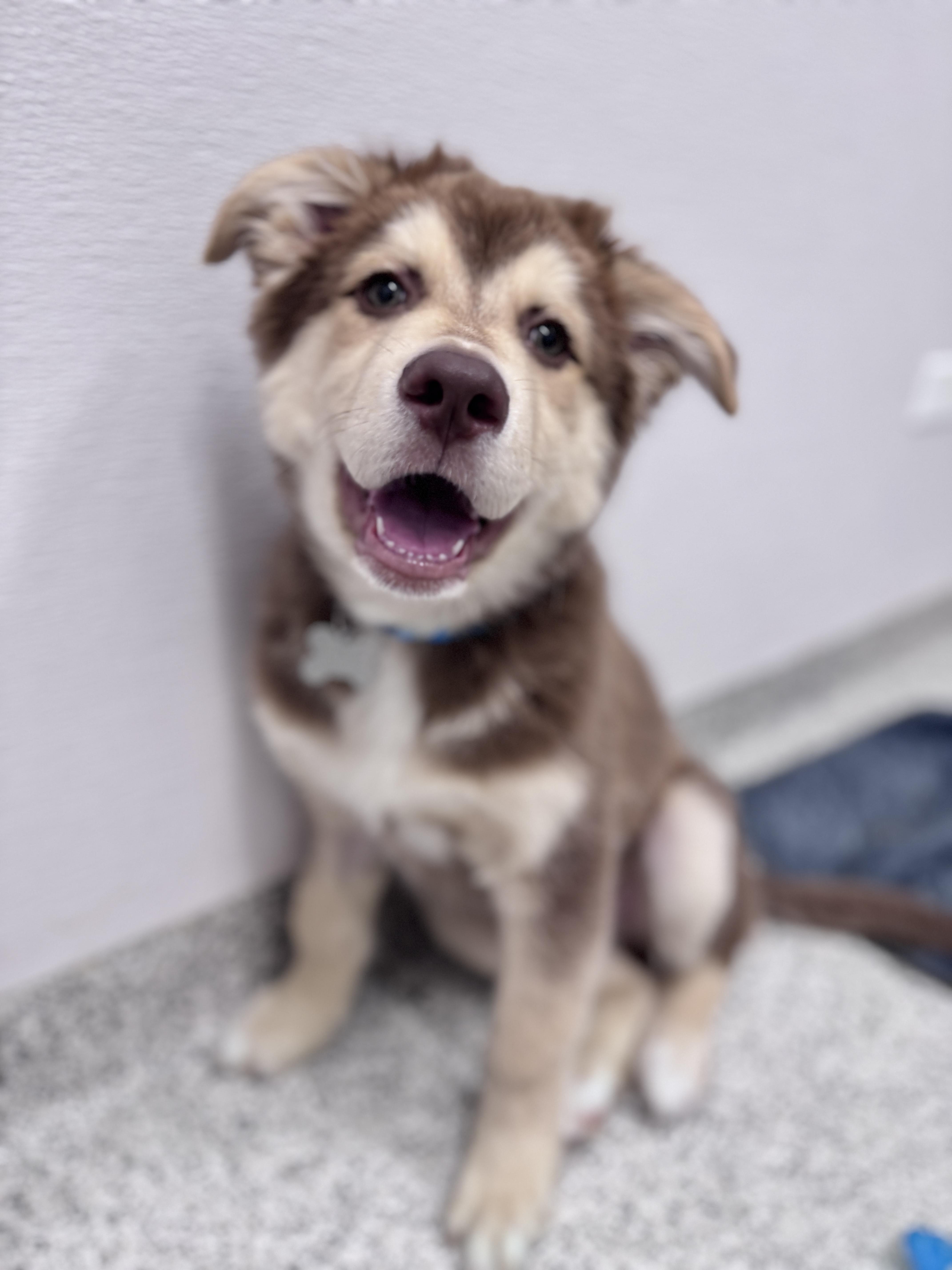 Sitka, an adopted mixed breed in Palatine, IL image 2/5