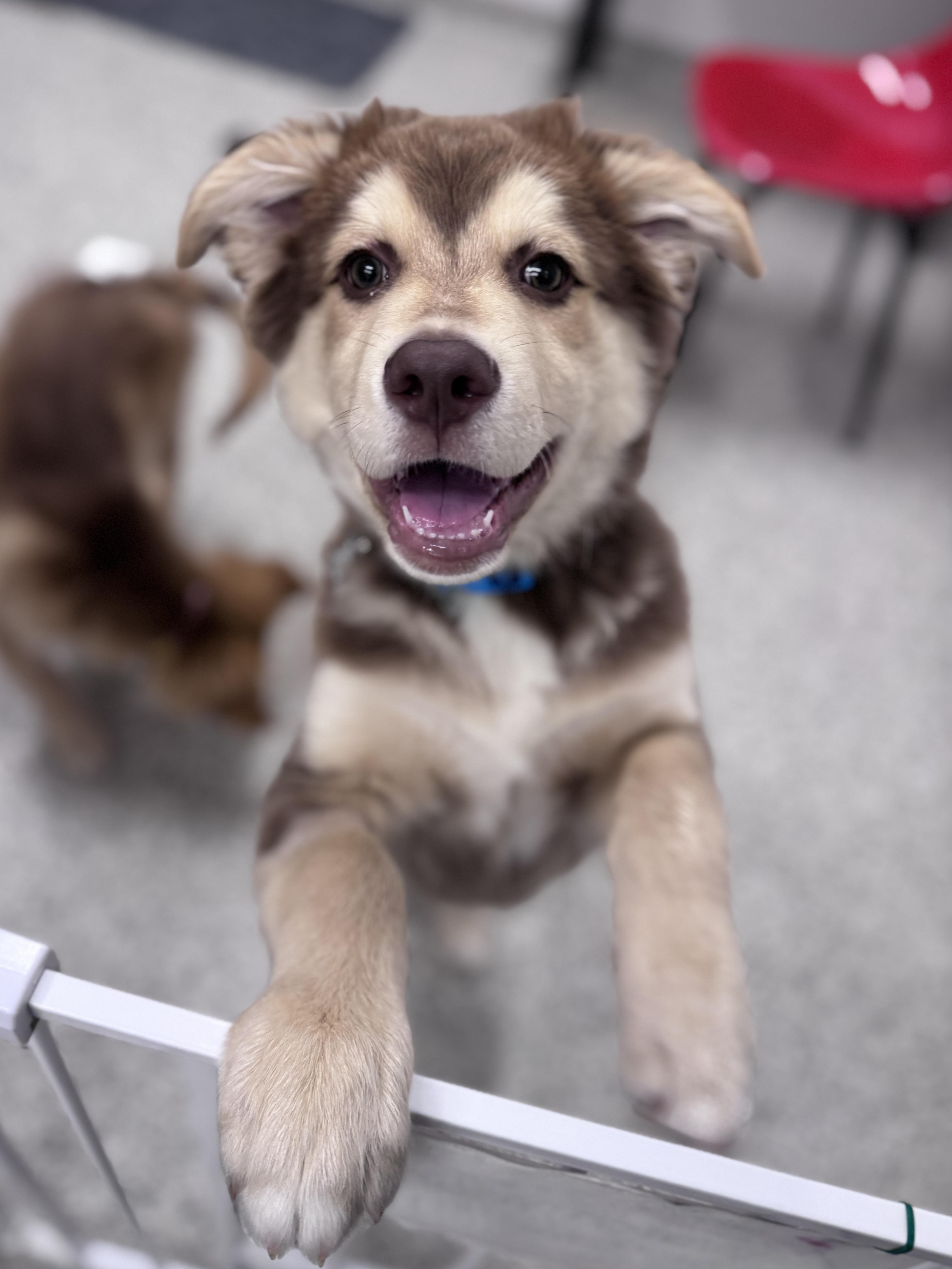 Sitka, an adopted mixed breed in Palatine, IL image 5/5