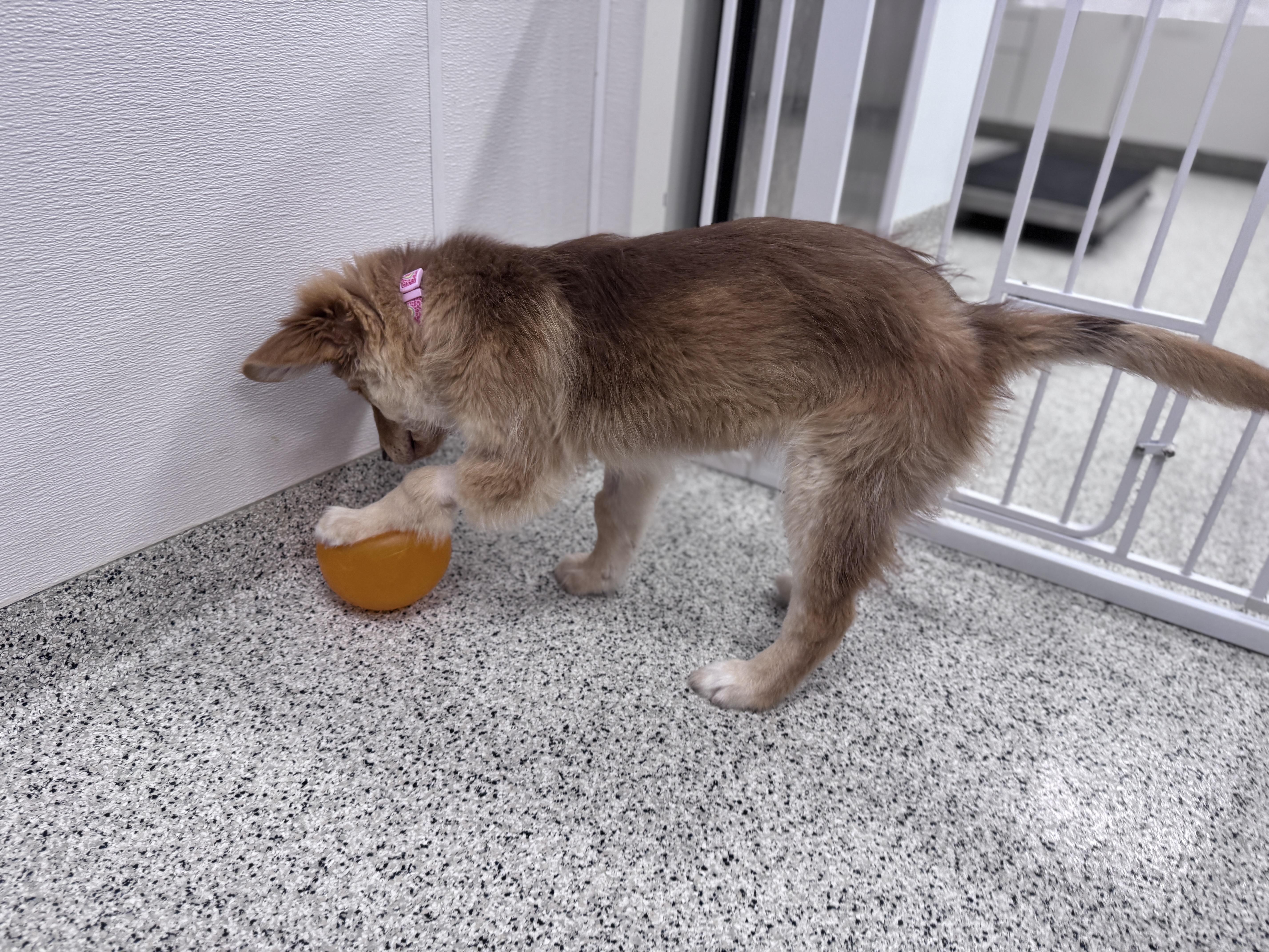 Sitka, an adopted mixed breed in Palatine, IL image 3/5