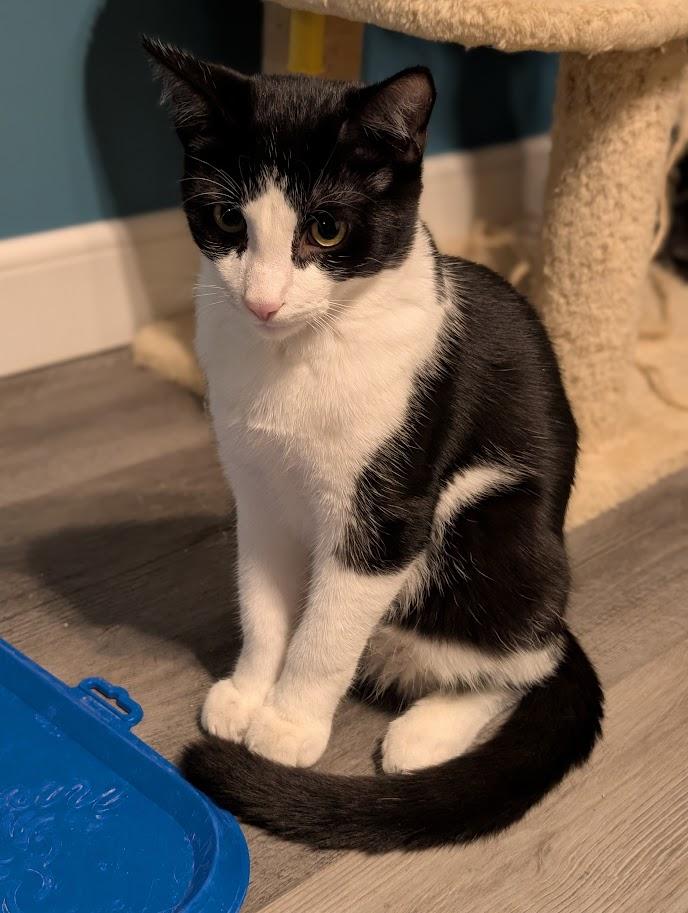 Willie, Adoptable, Young Male Domestic Short Hair.