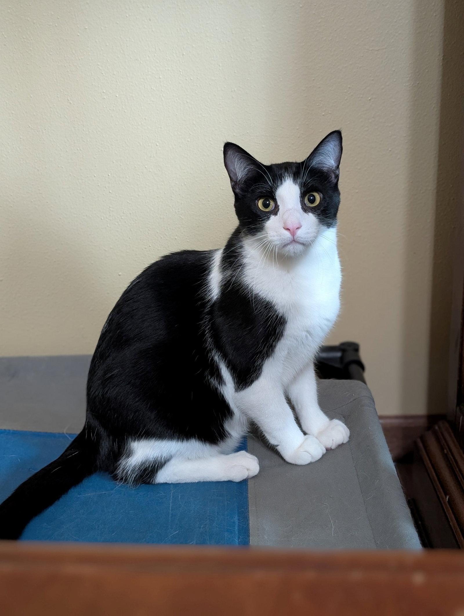 Enlarge Willie, a Adoptable Domestic Short Hair in Kohler, WI image 2/2