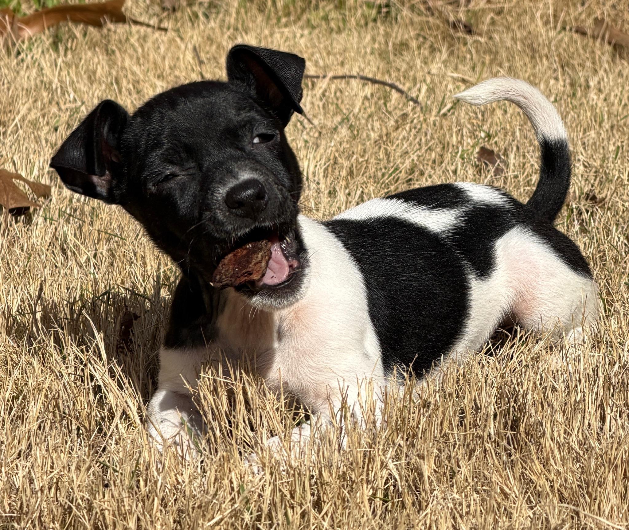 Enlarge Domino, a Adoptable mixed breed in Monroeville , PA image 2/6
