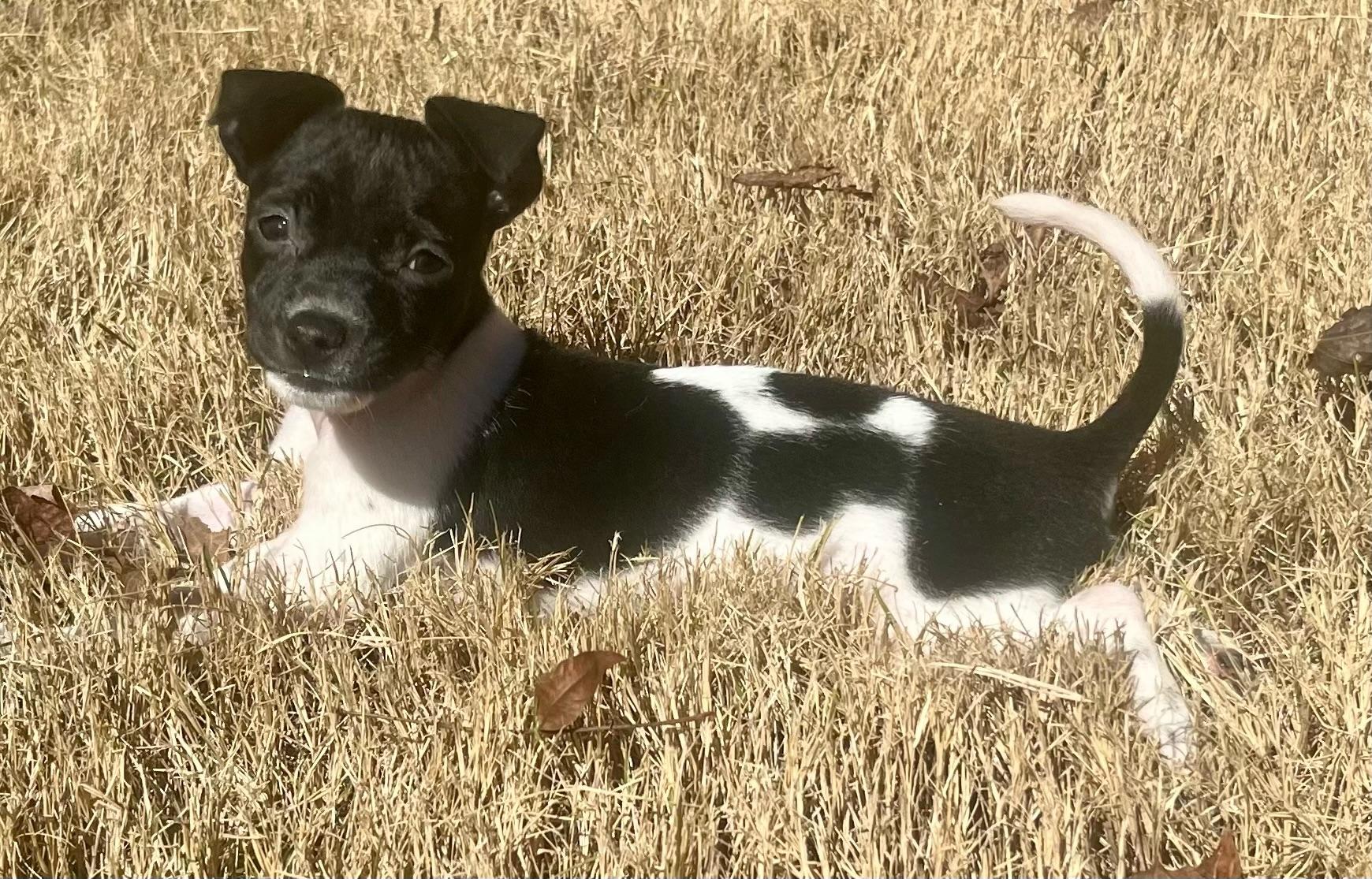 Enlarge Domino, a Adoptable mixed breed in Monroeville , PA image 4/6