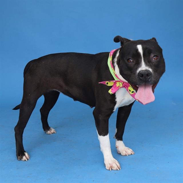 TAWNY, Adoptable, Young Female Pit Bull Terrier & Pit Bull Terrier.