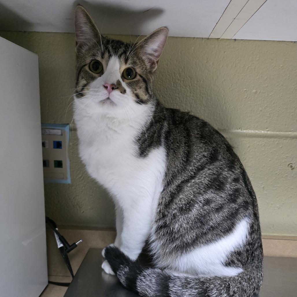 Iktomi, Adoptable, Young Male Domestic Short Hair.