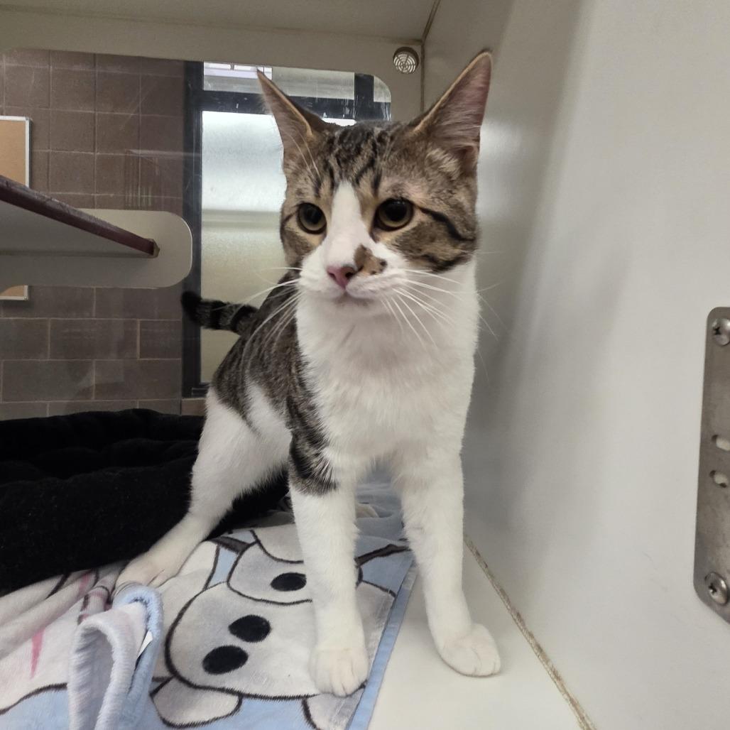 Iktomi, a Adoptable Domestic Short Hair in Cheyenne, WY image 3/3