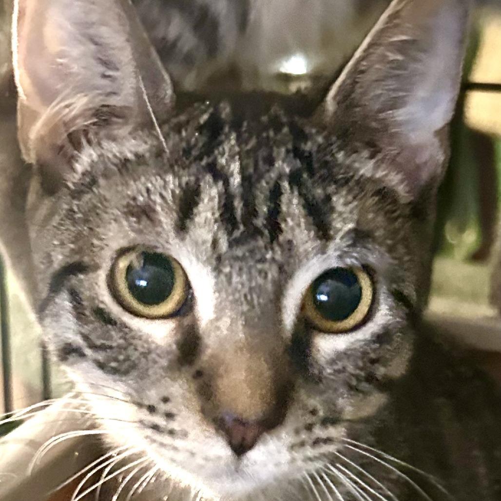 Enlarge Amaretto, a Adoptable Domestic Short Hair in Fort Lauderdale, FL image 1/4