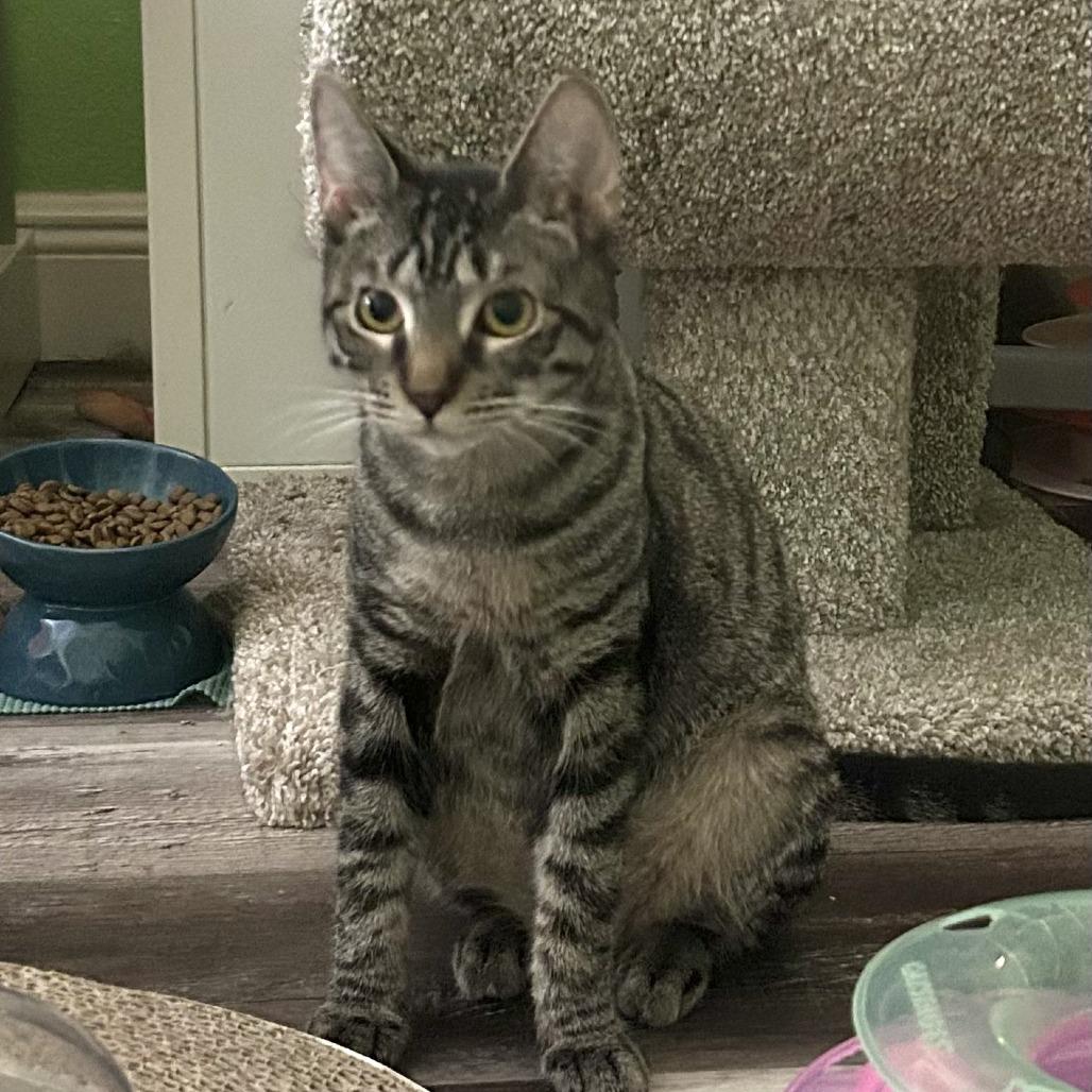 Enlarge Amaretto, a Adoptable Domestic Short Hair in Fort Lauderdale, FL image 2/4
