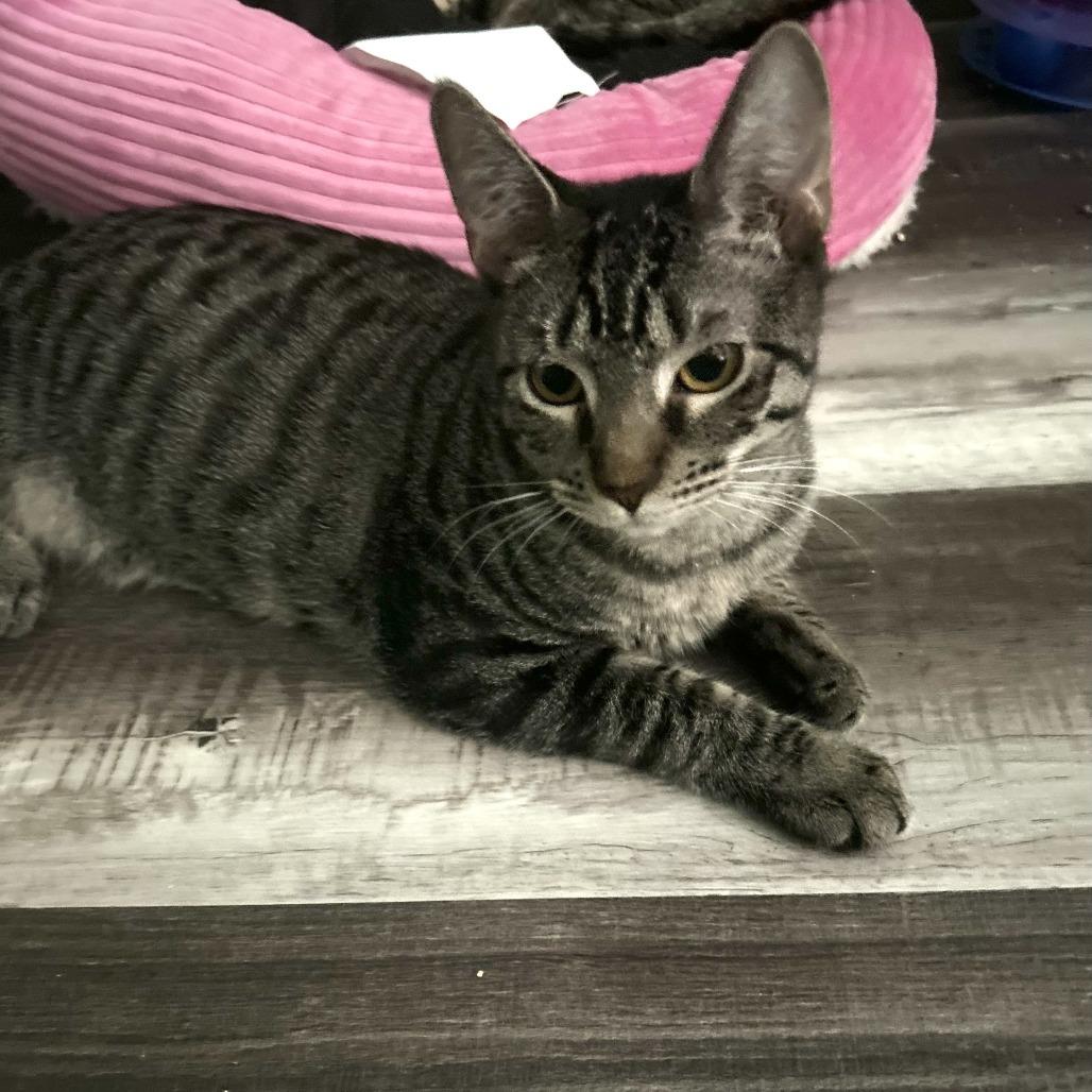 Enlarge Amaretto, a Adoptable Domestic Short Hair in Fort Lauderdale, FL image 3/4