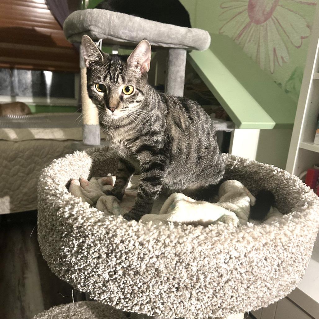 Enlarge Amaretto, a Adoptable Domestic Short Hair in Fort Lauderdale, FL image 4/4