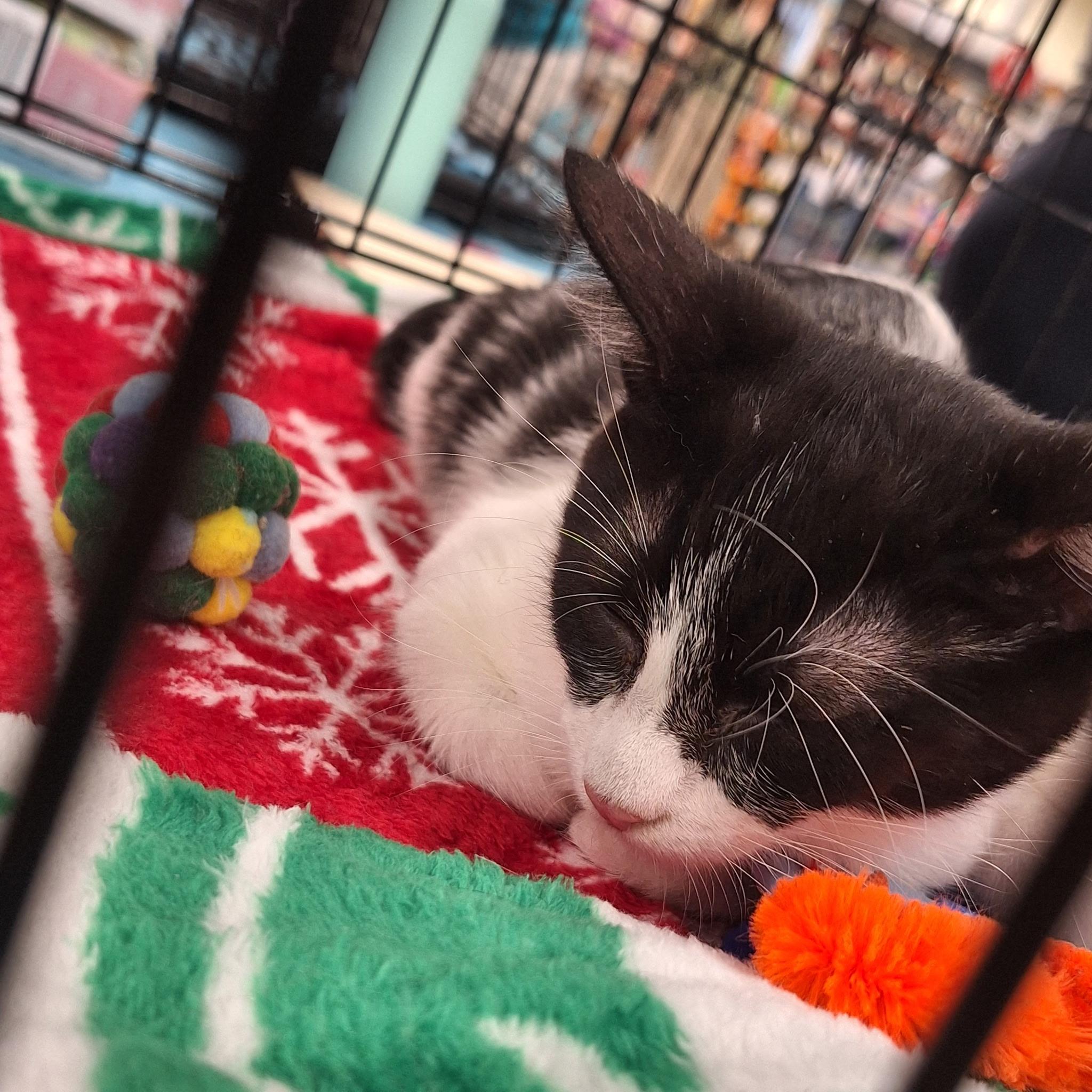 Enlarge Diana, a Adopted Tuxedo in Wheeling, IL image 1/1