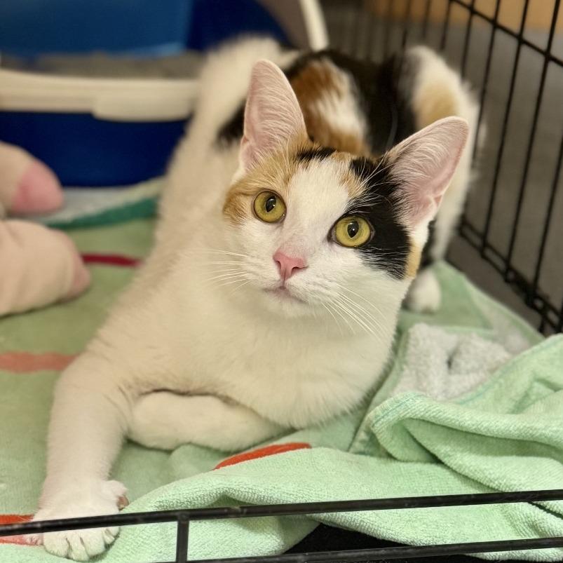 Trinity Diva 8137, Adoptable, Adult Female Domestic Short Hair.