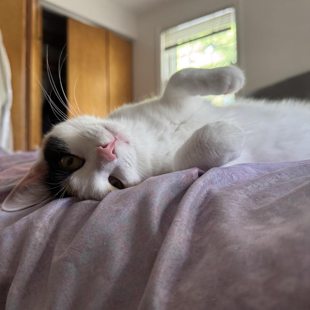 Enlarge Trinity Diva 8137, a Adoptable Domestic Short Hair in Eaton Rapids, MI image 3/6