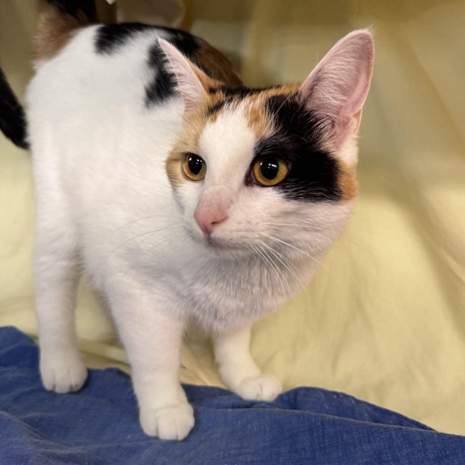 Enlarge Trinity Diva 8137, a Adoptable Domestic Short Hair in Eaton Rapids, MI image 4/6