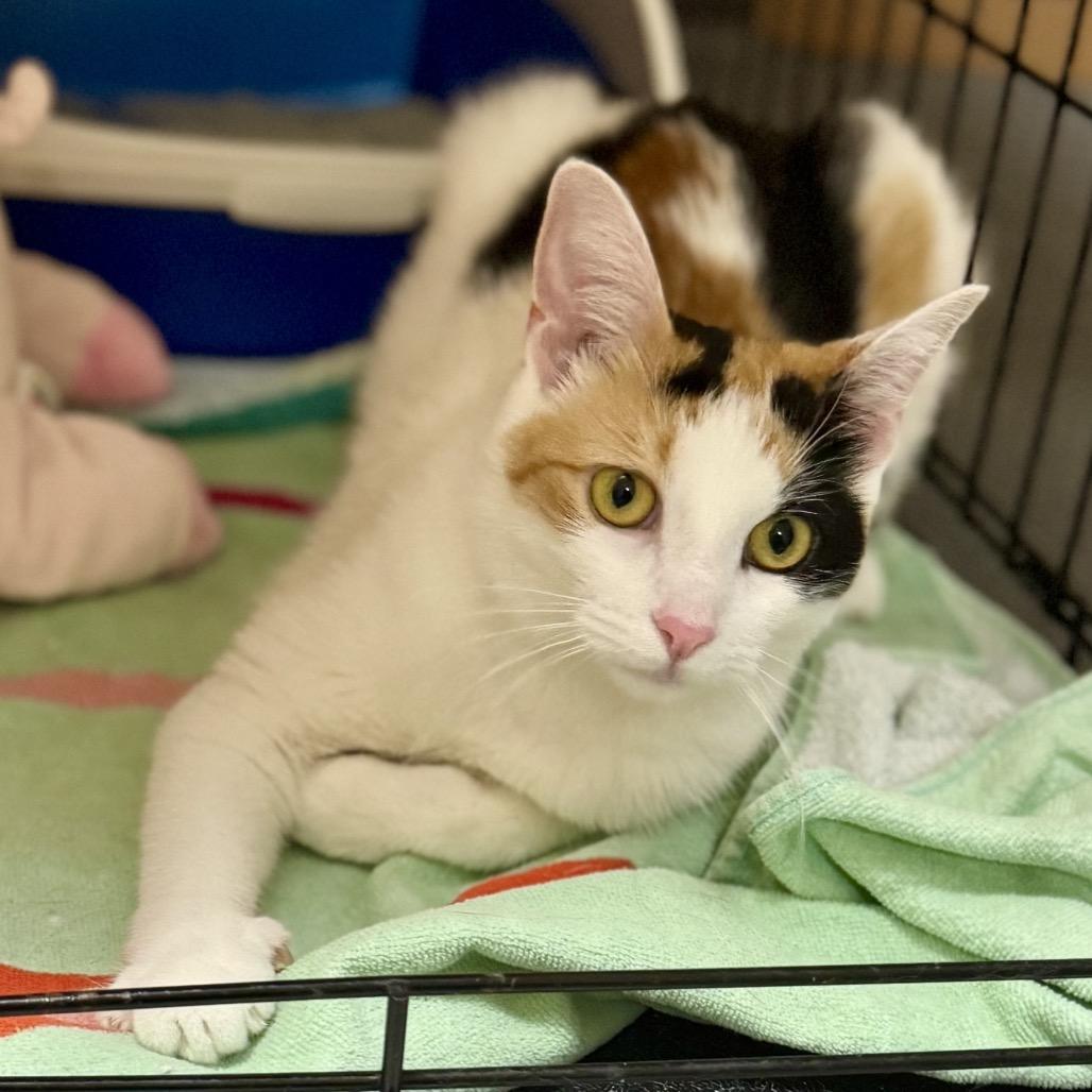 Enlarge Trinity Diva 8137, a Adoptable Domestic Short Hair in Eaton Rapids, MI image 5/6