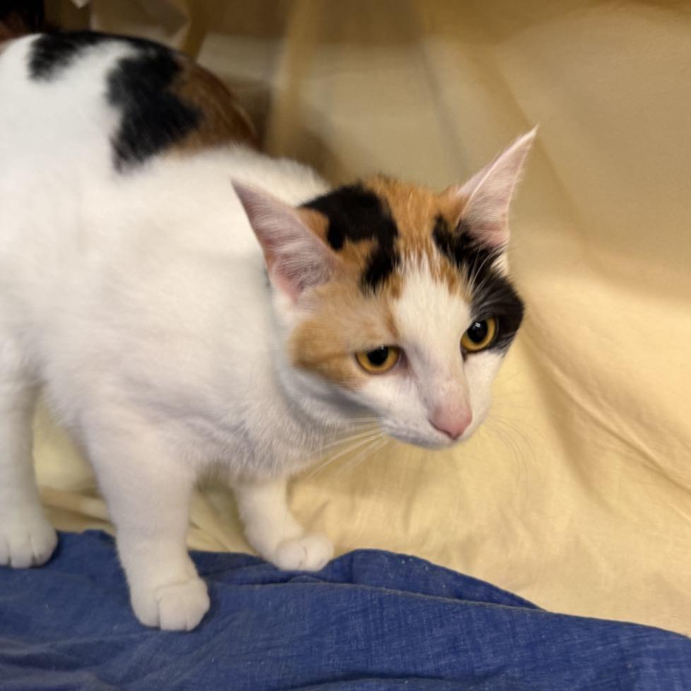 Enlarge Trinity Diva 8137, a Adoptable Domestic Short Hair in Eaton Rapids, MI image 6/6